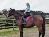 A Battle for Animal Chiropractic: Dr. Laura Colman's Fight for Fairness