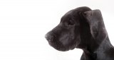 New Chiropractic Research on Dogs with Tremors