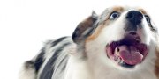 New Research on Chiropractic for Dogs